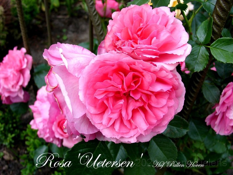 Rosa - Uetersen 2.jpg